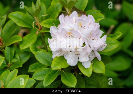 Rhododendron Gomer Waterer, tralicci di fiori bianchi a forma di imbuto, rosa malva tinto intorno ai bordi Foto Stock