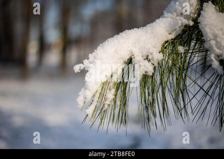 Ramoscello o ramoscello di una conifera ricoperta di cratere o neve davanti a un paesaggio invernale su sfondo sfocato Foto Stock