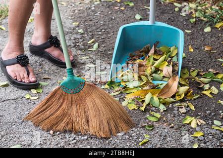 Una donna adulta usa una scopa che spazza le foglie per spolverare sul cortile nel periodo autunnale Foto Stock