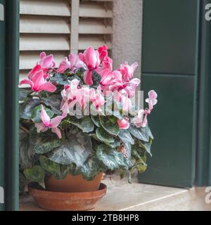 Fiore di ciclamino persiano sulla sporgenza della finestra. Foto Stock