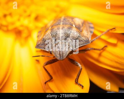 Insetto scudo tartaruga su fiore di calendula giallo Foto Stock