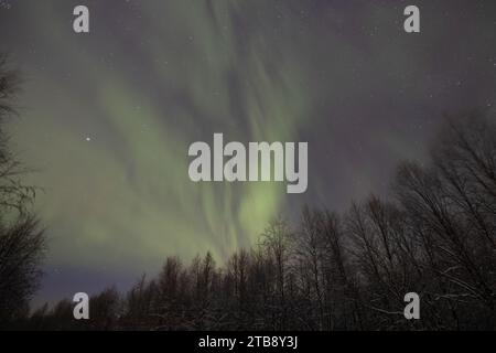 Una bella e serena scena di un'aurora boreale nel cielo notturno, con alberi ricoperti di neve sagomati contro i colori brillanti della Foto Stock