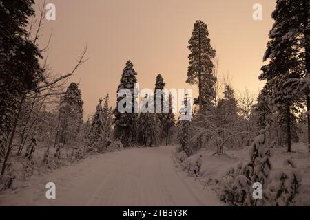 Un sentiero panoramico invernale fiancheggiato da alti pini ricoperti da uno strato di neve incontaminata in Lapponia, Finlandia Foto Stock