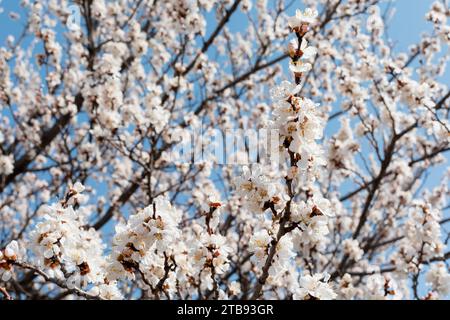 Ramo con bella primavera bianca fiori di albicocca su albero. Scena natura con albicocca fiorita su sfondo fiorito Foto Stock
