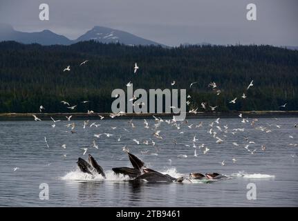 Stormo di uccelli raggruppati sopra un branco di megattere (Megaptera novaeangliae) che si nutrono con la rete a bolle nel passaggio interno Foto Stock