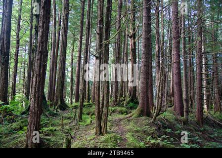 Alberi sempreverdi in una foresta pluviale temperata vicino a Petersburg, Alaska, Stati Uniti; Petersburg, Alaska, Stati Uniti d'America Foto Stock