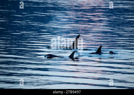 Branco di balene assassine, o orche (Orcinus orca) che nuotano sulla superficie di tranquille acque blu ondulate dell'oceano, con la nebbia che si innalza dalla loro respirazione, ... Foto Stock