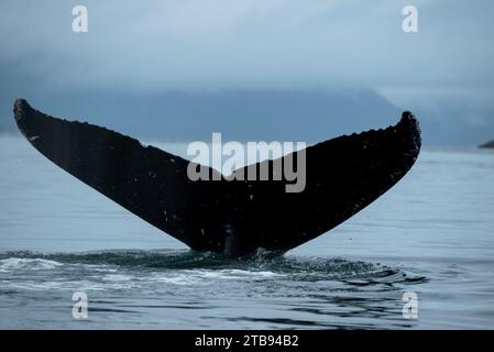 Trematode di una megattere (Megaptera novaeangliae) nello stretto di ghiaccio, Inside Passage, Alaska, Stati Uniti; Alaska, Stati Uniti d'America Foto Stock