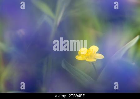 Coppa gialla (Ranunculus sp.) Emergendo attraverso i fiori di lupino viola; Alaska, Stati Uniti d'America Foto Stock