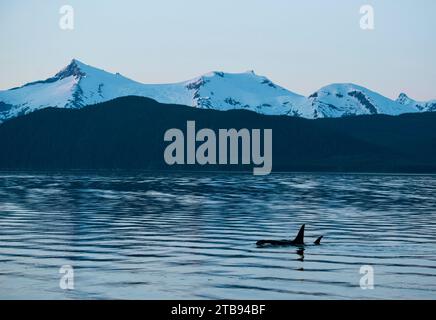 Orche assassine o Orcas (Orcinus orca) che nuotano al crepuscolo nel tranquillo Frederick Sound, Inside Passage, Alaska, Stati Uniti Foto Stock