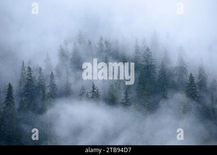 Collina circondata dalla nebbia di alberi di abete Sitka lungo l'Inside Passage, Alaska, USA; Inside Passage, Alaska, Stati Uniti d'America Foto Stock