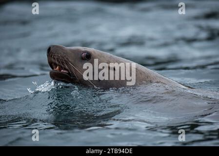 Leone marino Steller (Eumetopias jubata) che nuota nello stretto ghiacciato, Inside Passage, Alaska, Stati Uniti; Alaska, Stati Uniti d'America Foto Stock