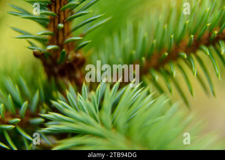 Dettaglio ravvicinato di un giovane abete sitka (Picea sitchensis), degli aghi e dei rami; Inside Passage, Alaska, Stati Uniti d'America Foto Stock
