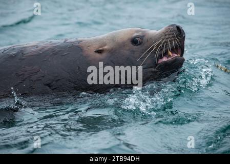 Leone marino Steller (Eumetopias jubata) che nuota intorno alle Isole Inian, Inside Passage, Alaska, Stati Uniti; Alaska, Stati Uniti d'America Foto Stock