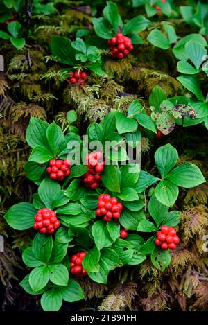 Bunchberries (Cornus canadensis) cresce in autunno nella foresta pluviale dell'Alaska; Alaska, Stati Uniti d'America Foto Stock