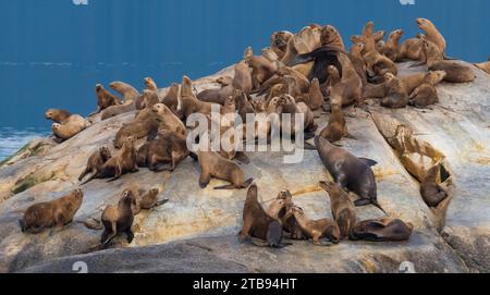 Un grosso maschio e il suo harem di leoni marini Steller (Eumetopias jubatus) che si rilassano su una roccia appena fuori South Marble Island nel Parco Nazionale di Glacier Bay e... Foto Stock