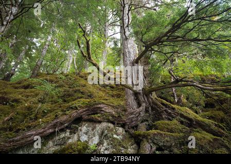 Albero di abete Sitka (Picea sitchensis) con sistema di radici nella roccia e nel muschio, su un sentiero per il lago Eva; Inside Passage, Alaska, Stati Uniti d'America Foto Stock