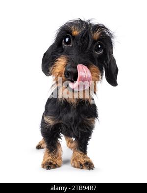 Grazioso cucciolo di cane Dachshund nero e abbronzato, in piedi di fronte. Guardando direttamente alla fotocamera. Lingua fuori arricciata nel naso. Distorsione grandangolare. ISO Foto Stock