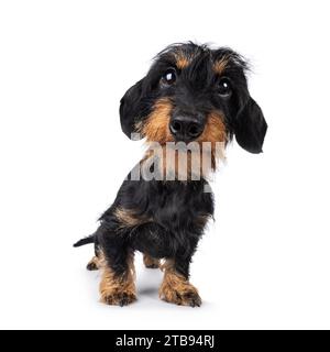 Grazioso cucciolo di cane Dachshund nero e abbronzato, in piedi di fronte. Guardando direttamente alla fotocamera. Distorsione grandangolare. Isolato su sfondo bianco. Foto Stock