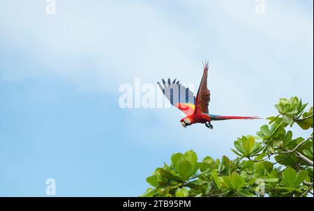 Macchia scarlatta (Ara macao) che vola verso i rami di alberi sopra Playa Caletas; penisola osa, Costa Rica Foto Stock