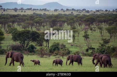 Elefanti (Loxodonta africana) in una pianura circondata da montagne nel Parco Nazionale del Serengeti; Tanzania Foto Stock