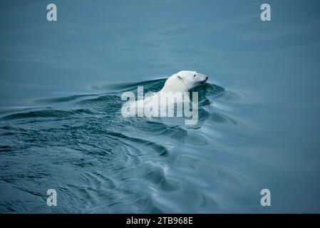 Orso polare femminile (Ursus arctos) che nuota nell'Oceano Artico; Storfjord, Svalbard, Norvegia Foto Stock