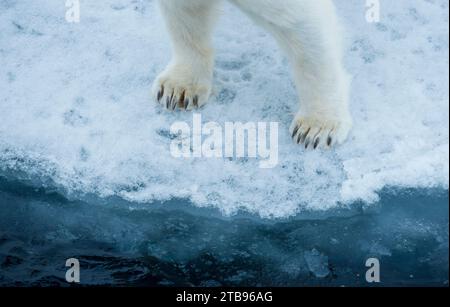 Primo piano dell'orso polare (Ursus maritimus), piedi anteriori e gambe, in piedi sul bordo del ghiaccio deriva; stretto di Hinlopen, Svalbard, Norvegia Foto Stock