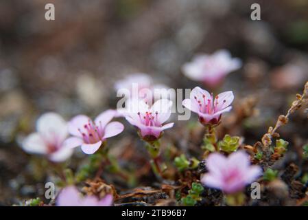 Primo piano del Moss campion (Silene acaulis) in fiore; Spitsbergen, Svalbard, Norvegia Foto Stock