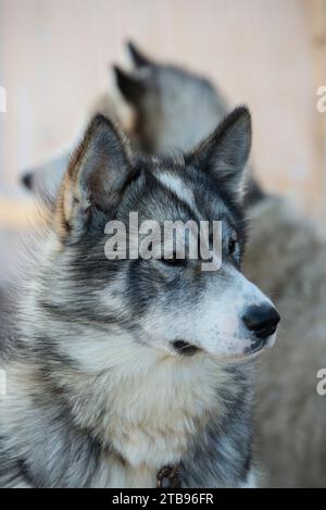 Ritratto di un paio di Huskies; Mugford Tickle, Terranova e Labrador, Canada Foto Stock