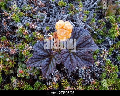 Primo piano di un cespuglio di fragole (Rubus chamaemorus) in fiore; Indian Harbour, Terranova e Labrador, Canada Foto Stock