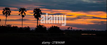 Tre palme e il sole che tramonta sulla riserva di Selinda; Selinda Reserve, Botswana Foto Stock