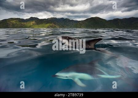 I delfini scuri (Lagenorhynchus obscurus) nuotano nelle acque al largo della costa della nuova Zelanda a Kaikoura; Isola del Sud, nuova Zelanda Foto Stock