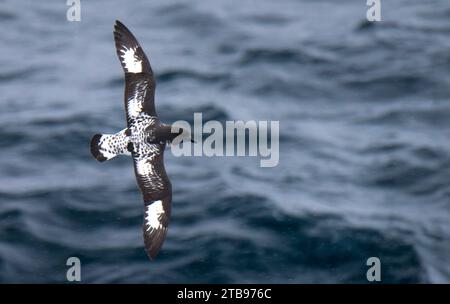 Il cappotto petrel (Daption capensis) si innalza sopra il passaggio di Drake; Antartide Foto Stock