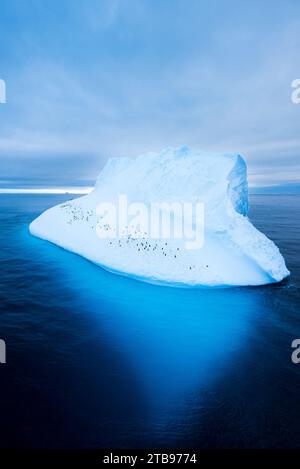 Pinguini di Gentoo (Pygoscelis papua) su un iceberg in Antartide; Antartide Foto Stock