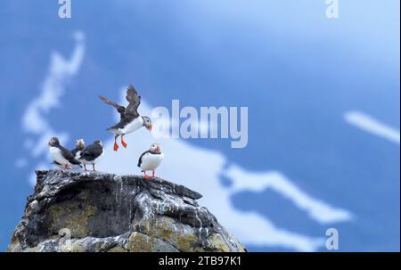 Pulcinelle di mare atlantiche (Fratercula arctica) su una roccia all'isola di Vigur nella baia di Isafjordur; Islanda Foto Stock