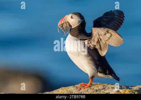 Pulcino Atlantico (Fratercula arctica) che porta bocca di pesce baitale a lancia per nutrire i suoi pulcini; Islanda Foto Stock