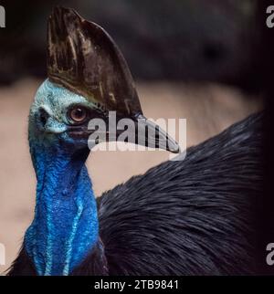 Primo piano ritratto di un cassowary; Queensland, Australia Foto Stock