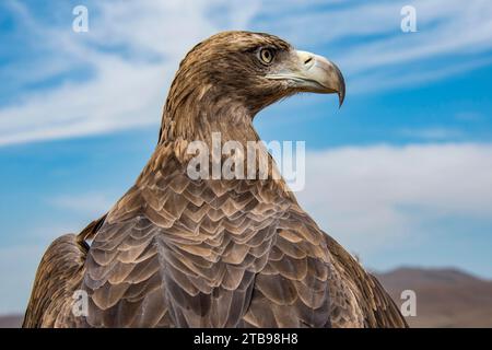 Ritratto ravvicinato di una giovane Aquila d'Oro (Aquila chrysaetos), che sarà addestrata a catturare piccoli animali come volpi e lepri Foto Stock