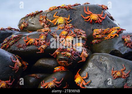 Granchi di Sally lightfoot (Grapsus graspsus) a Punta Suarez sull'isola di Espanola; Isola di Espanola, Isole Galapagos, Ecuador Foto Stock