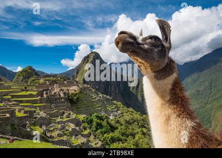 Llama (Lama glama) si erge con vista su Machu Picchu; Perù Foto Stock