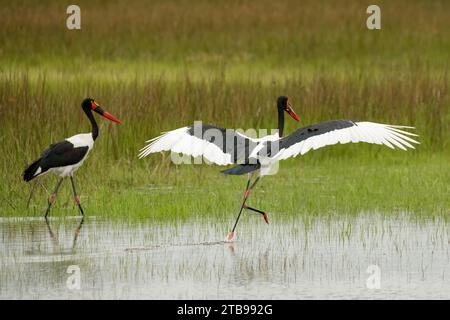 Coppia di cicogne a sella (Ephippiorhynchus senegalensis) durante la stagione delle piogge; Delta dell'Okavango, Botswana Foto Stock