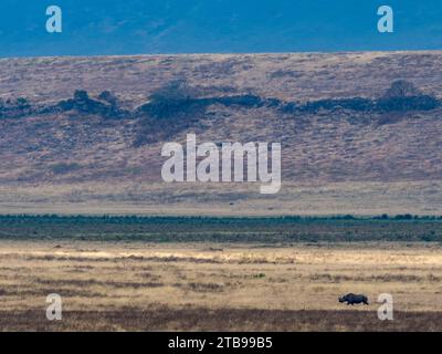 Rinoceronte nero (Diceros bicornis) cammina in lontananza al cratere di Ngorongoro; regione di Arusha, Tanzania Foto Stock