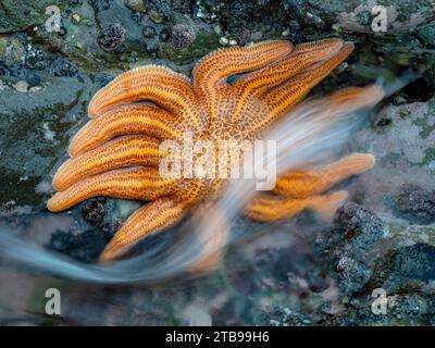 Vista ravvicinata di una stella marina con la bassa marea; Greymouth, South Island, nuova Zelanda Foto Stock