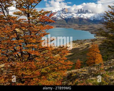 Vista sulla Laguna Azul con il picco di faggio del sud, o alberi di Nothofagus nel Parco Nazionale Torres del Paine; Patagonia, Cile Foto Stock