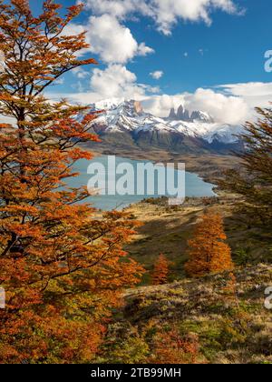 Vista sulla Laguna Azul con il picco di faggio del sud, o alberi di Nothofagus nel Parco Nazionale Torres del Paine; Patagonia, Cile Foto Stock