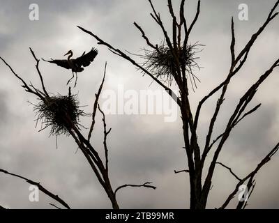 Grande airone blu (Ardea herodias) atterrando sul nido; Portland, Connecticut, Stati Uniti d'America Foto Stock