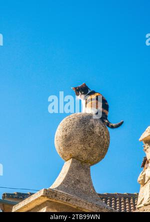 Calico gattino su palla di pietra. Foto Stock