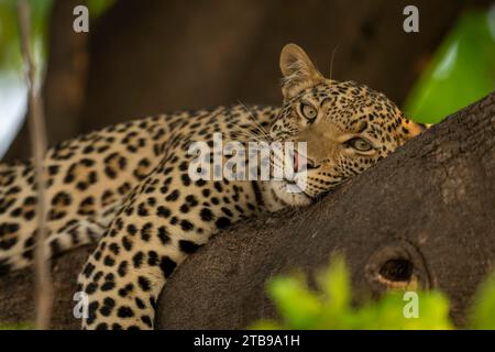 Ritratto di un leopardo femminile (Panthera pardus) steso all'ombra con la testa appoggiata su un ramo d'albero, che fissa la macchina fotografica nel Parco Nazionale del Chobe Foto Stock