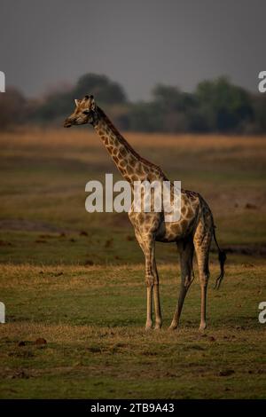 Ritratto della giraffa meridionale femmina (giraffa giraffa) in piedi su erba corta sulla savana nel Parco Nazionale del Chobe; Chobe, Botswana Foto Stock