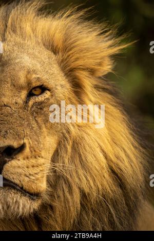 Dettaglio ravvicinato di mezzo leone maschio volto e testa, ritratto (Panthera leo), nel Parco Nazionale del Chobe; Chobe, Botswana Foto Stock